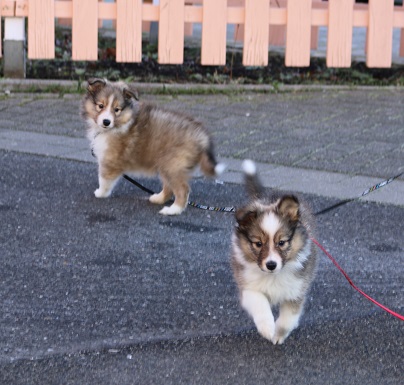 links: GINO / rechts: Gilly