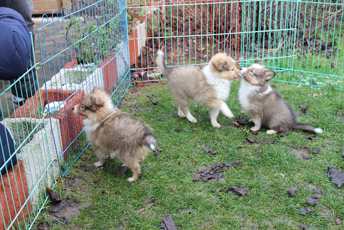 links: Ginger / mitte: GINA / rechts: Gilly